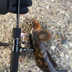 アイナメングからのメバリング