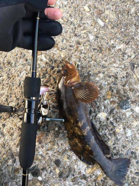 アイナメングからのメバリング