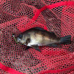 朝まずめが勝負時か?