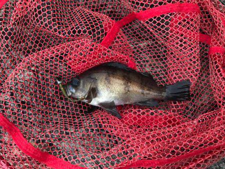 朝まずめが勝負時か？