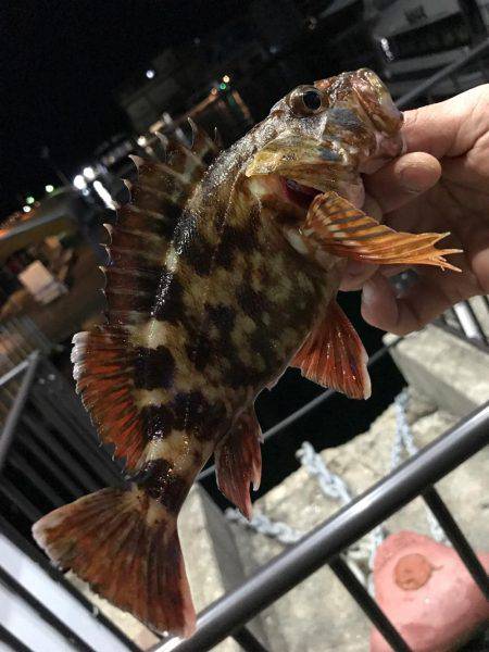 夕マズメに渾身の1匹☆