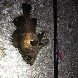 強風メバリング