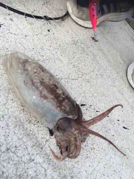 久しぶりのコウイカエギング！