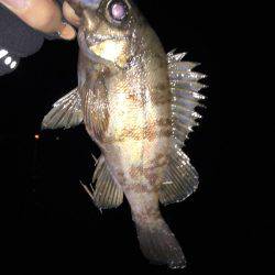 メバルを探して