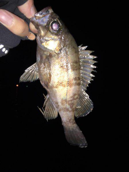 メバルを探して