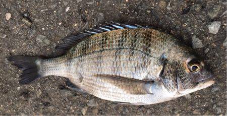 もっと大きいのがいいなーー