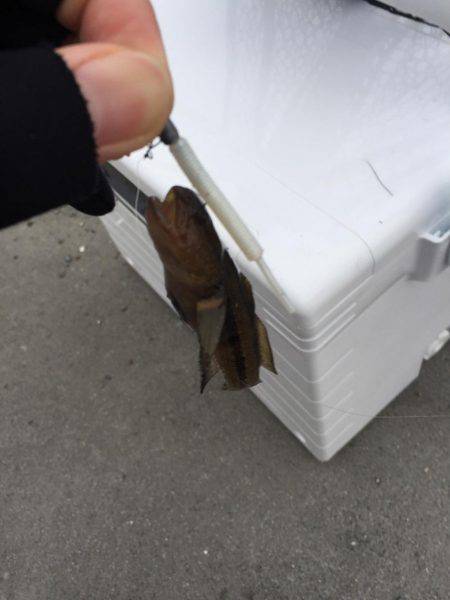 富洲原港メバリング