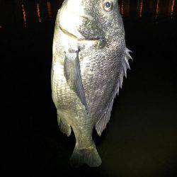 桜が咲いたのでチニング