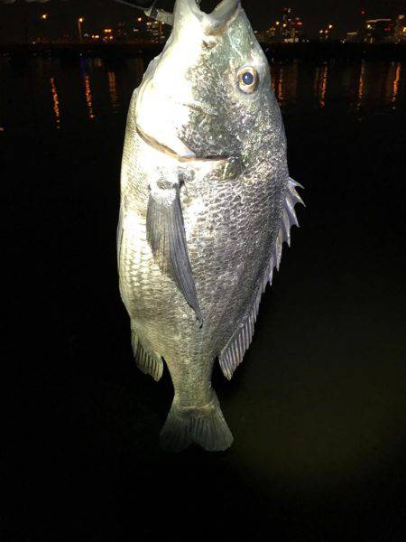 桜が咲いたのでチニング