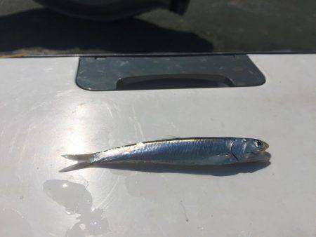 田浦漁港でファミリーフィッシング