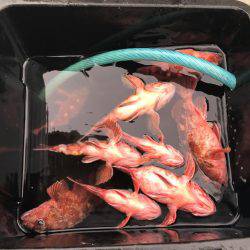 ガシラ  小潮  昼便