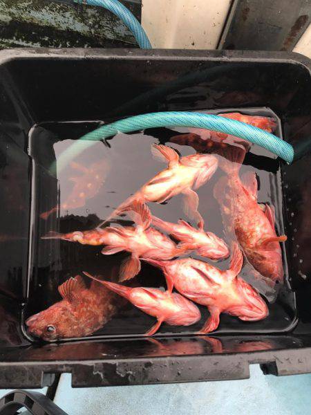 ガシラ  小潮  昼便