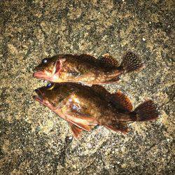 ナイトガシリング&朝まずめメバリング