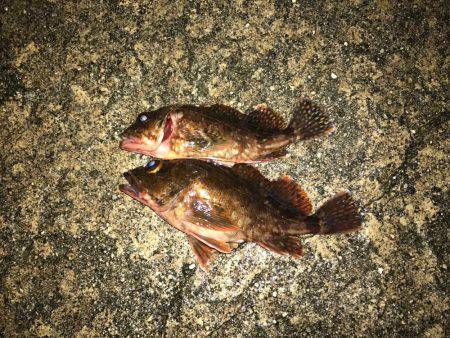 ナイトガシリング&朝まずめメバリング