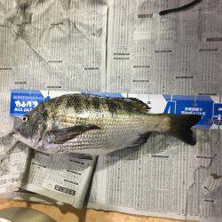 湯浅カルモ島で歳なしチヌ