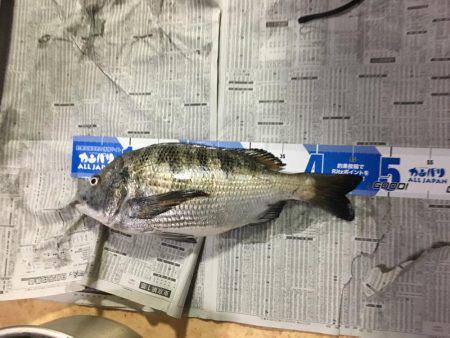 湯浅カルモ島で歳なしチヌ