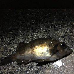 プラグで初ゲット