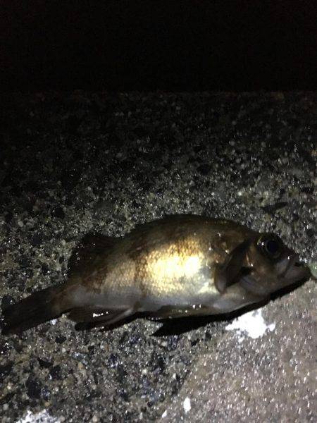 プラグで初ゲット