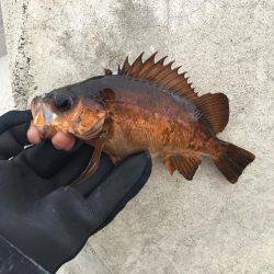 強風メバリング