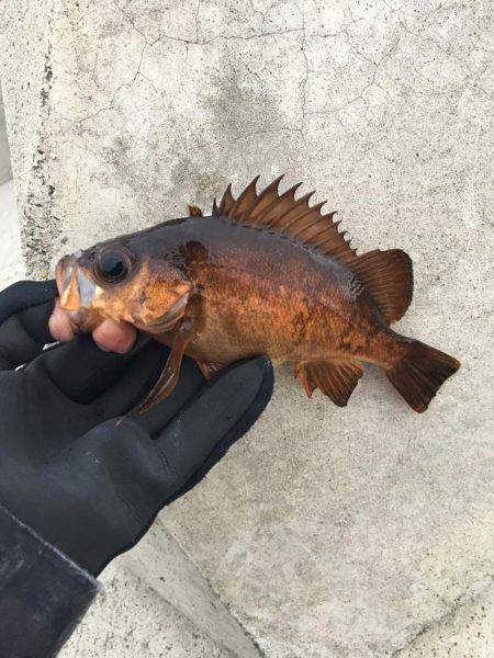 強風メバリング