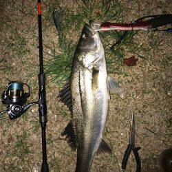 久々のシーバス