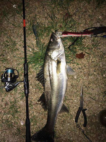 久々のシーバス