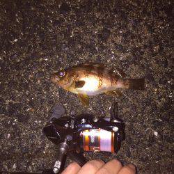 沼島ライトゲーム