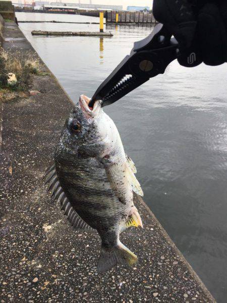 メタルバイブにキビレ