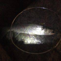 バイブレーションでシーバス