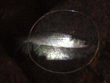 バイブレーションでシーバス