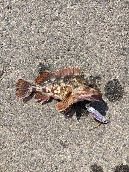 水俣港五目釣り