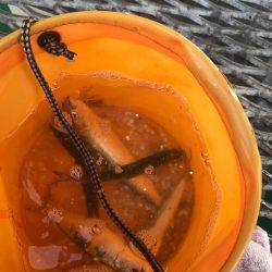 爆風とっとパーク釣行