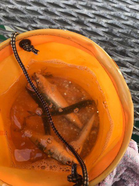 爆風とっとパーク釣行