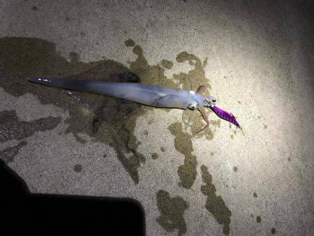 ヤリイカエギング