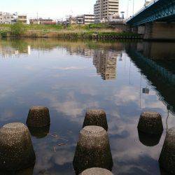 テナガエビ調査釣行in多摩川2