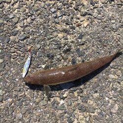 ライトショアジギング