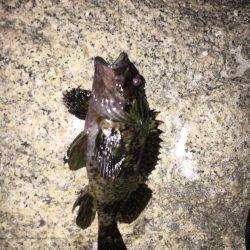 久々メバリング