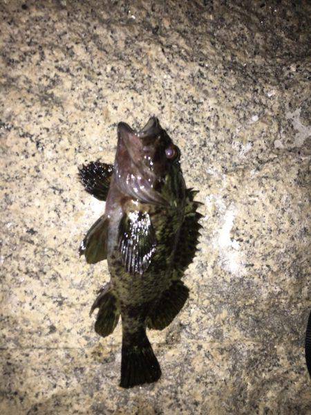 久々メバリング