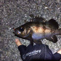 メバリング楽しいー!