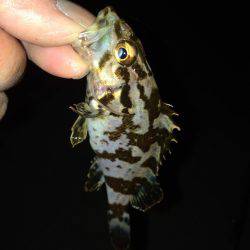 結構釣れました