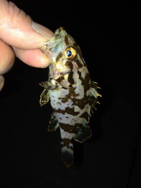 結構釣れました