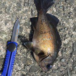 サビキとショアジギ