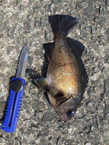 サビキとショアジギ