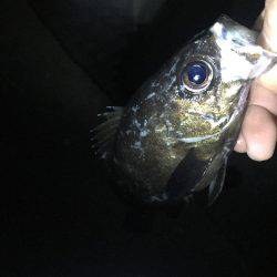 メバル釣れました！