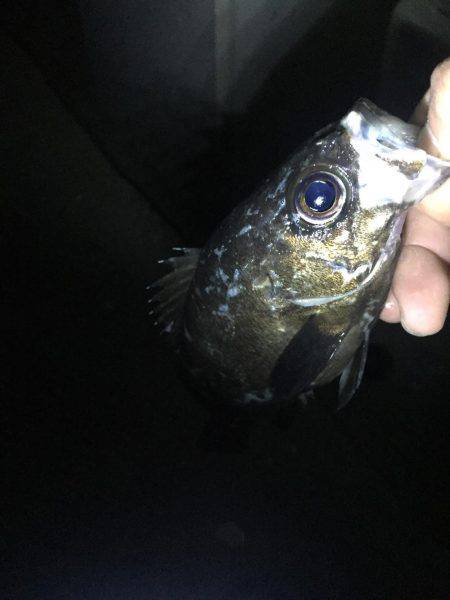 メバル釣れました！