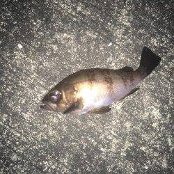 メバリング&ガシリング