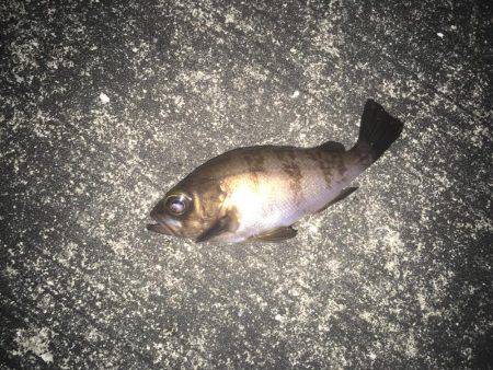 メバリング&ガシリング