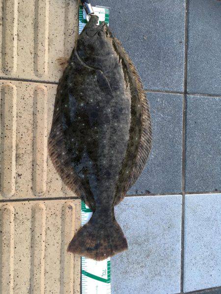 マリーナでヒラメ！