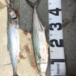 和歌山遠征ライトショアジギング！