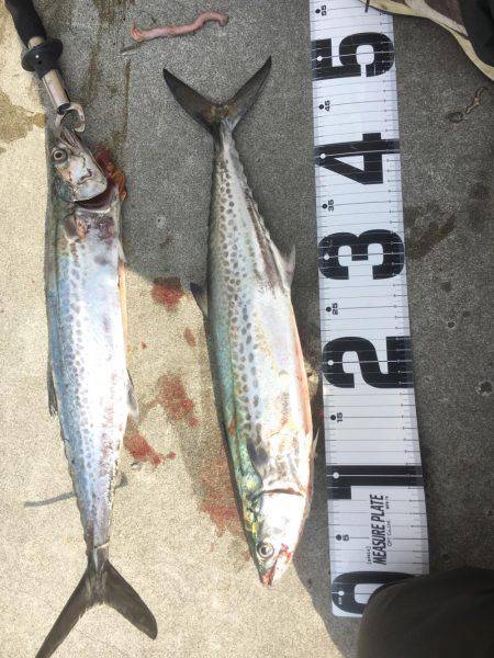 和歌山遠征ライトショアジギング！